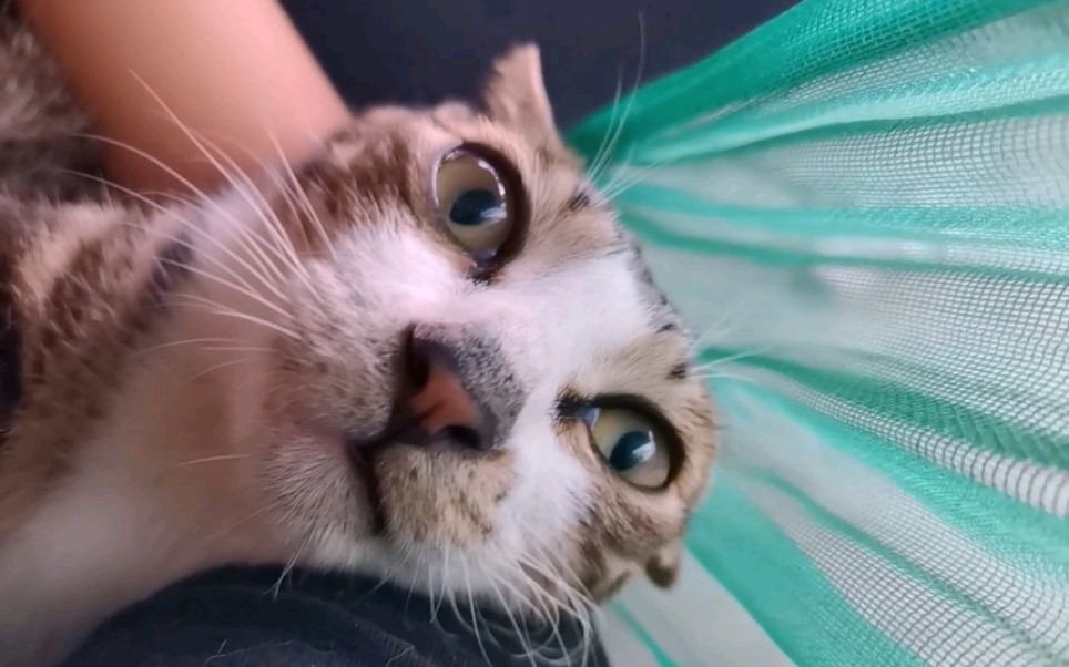 尖嘴猴腮的小猫咪