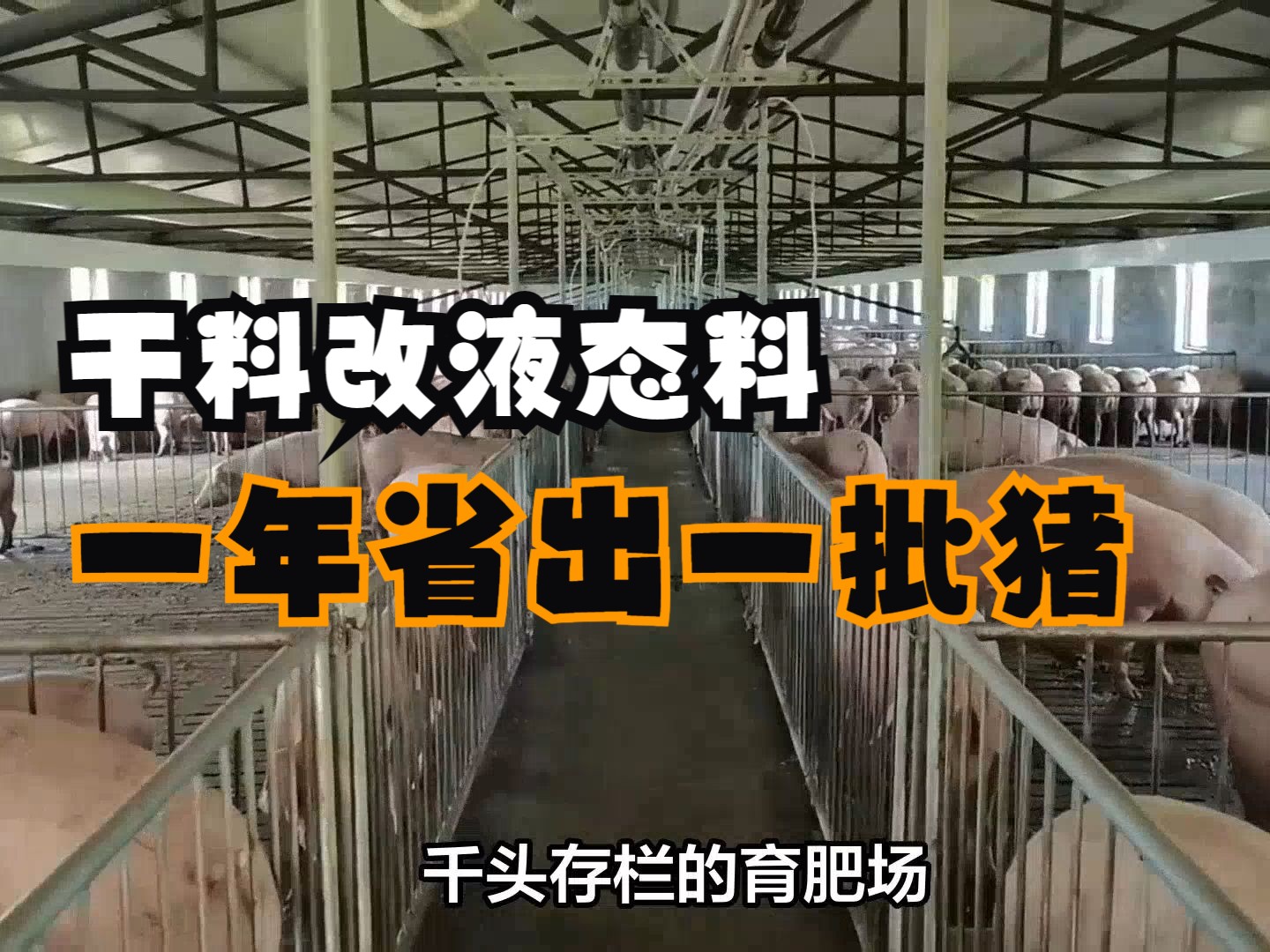 与干料相比,猪场液态饲喂可以节省多少饲料成本?一年省出一批猪!哔哩哔哩bilibili