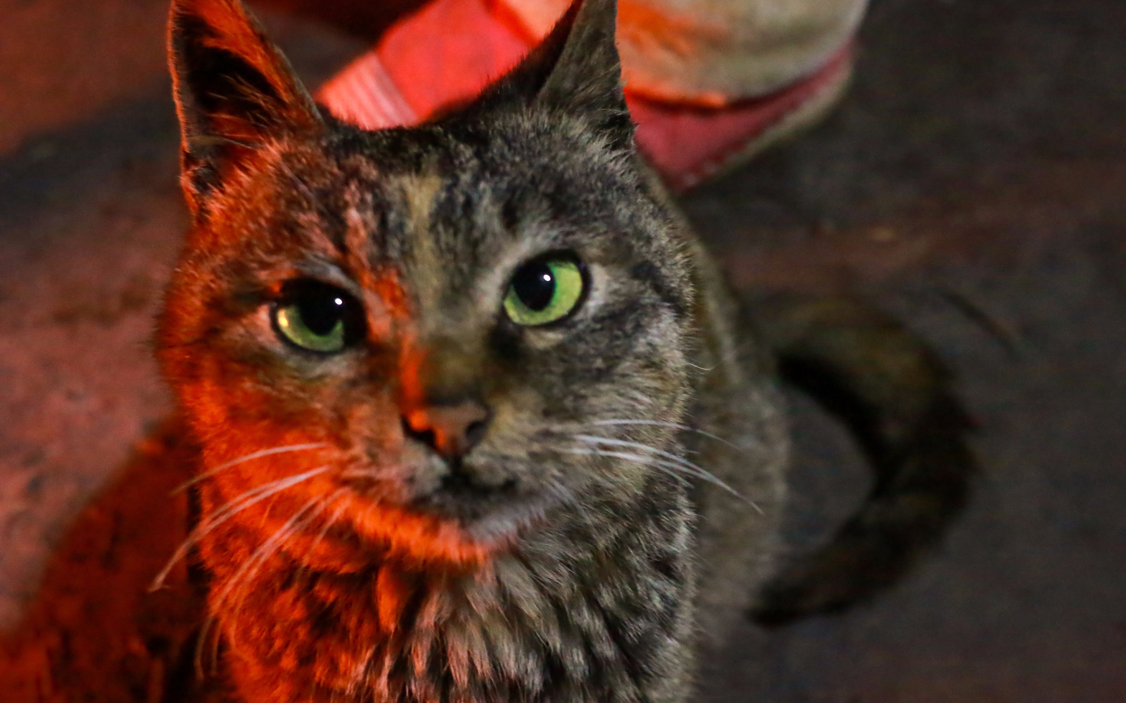 【狸花猫】都说猫爱吃鱼我信了,看到一盆鱼仔,喵小姐瞬间变话唠