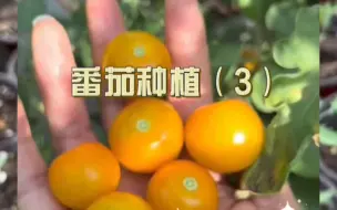 Download Video: 番茄苗假植后长的飞快