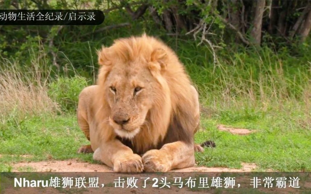 恩哈鲁雄狮联盟统治地位愈发稳固,巡逻领地无所不在