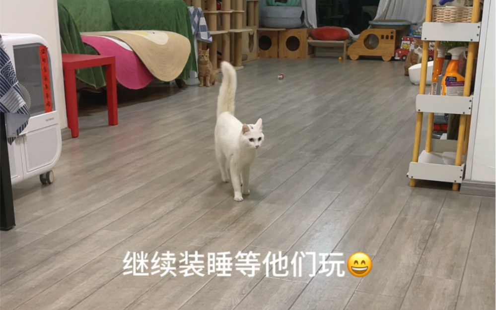 白强只有在我睡觉的时候她才敢出来玩哔哩哔哩bilibili