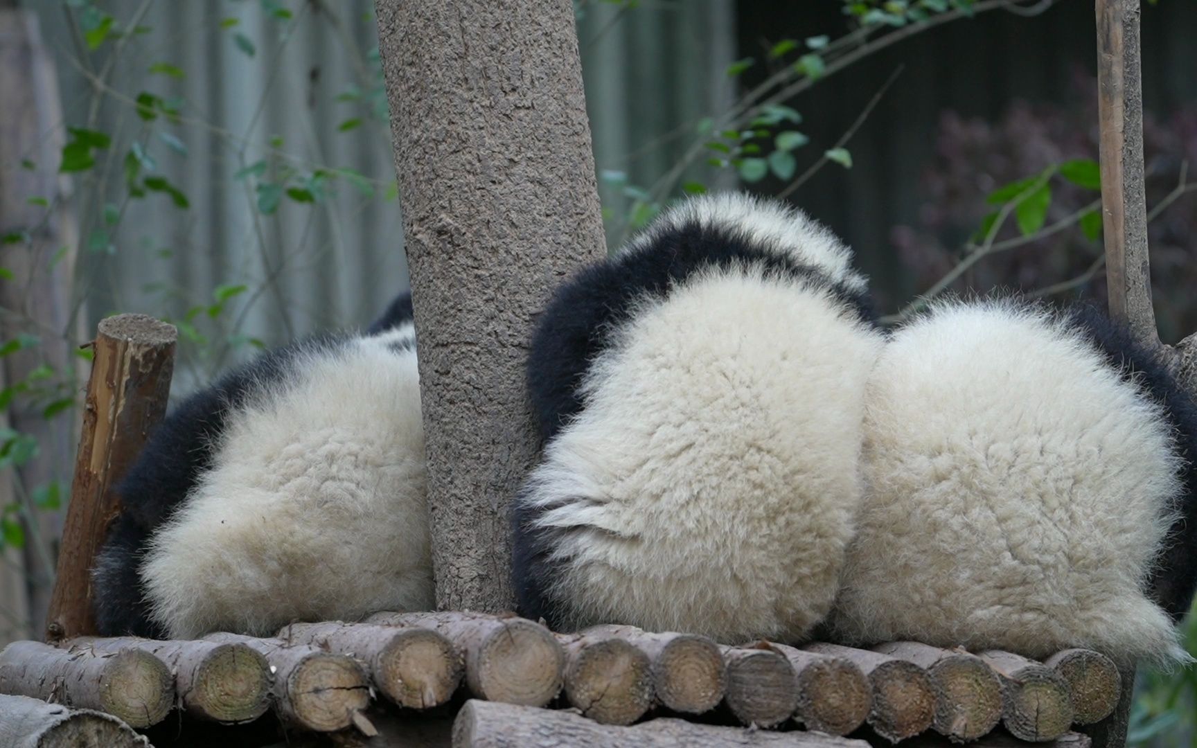 打喷嚏的小熊!儿豁老子心都化咯