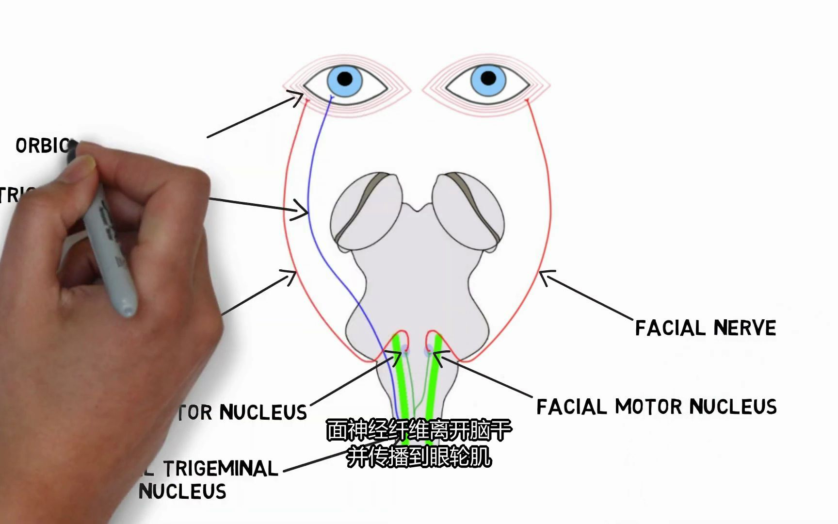 OT 角膜反射2Minute Neuroscience Corneal Reflex哔哩哔哩bilibili