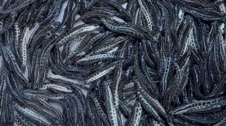 广东鱼苗场清远分场鱼苗批发养殖市场