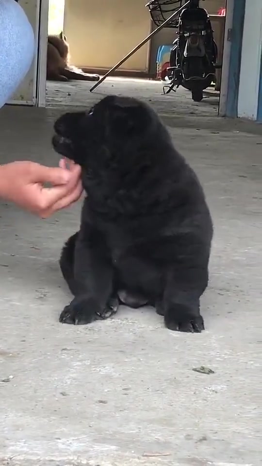 中华田园犬小黑一身肥嘟嘟的样子将来长大了一定是个看家护院的好手