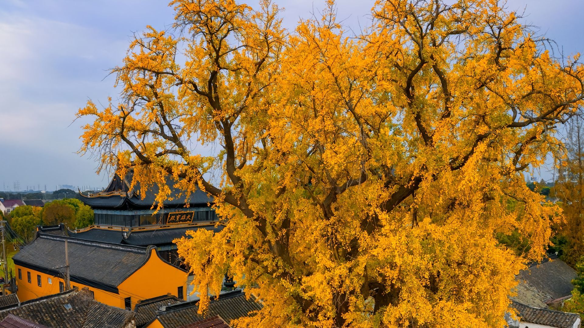 苏州相城太平禅寺千年古银杏树叶黄了,吸引无数游客前来拍照留影