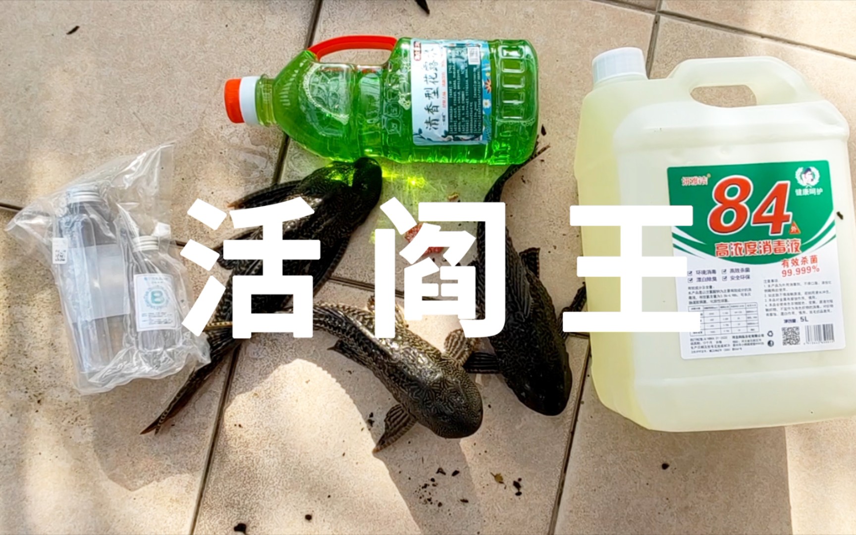 代理放生清道夫吃不吃福寿螺卵84消毒一下花露水泡澡