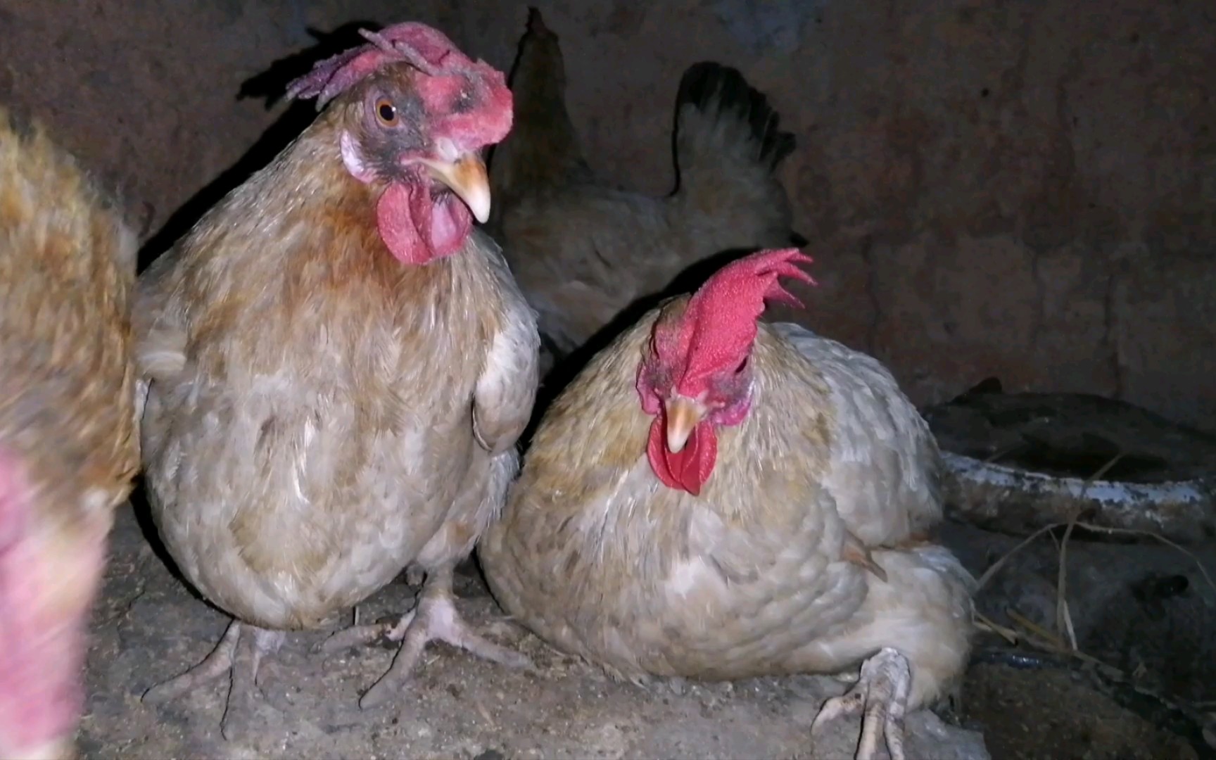 瘸腿母鸡成功飞上床睡觉