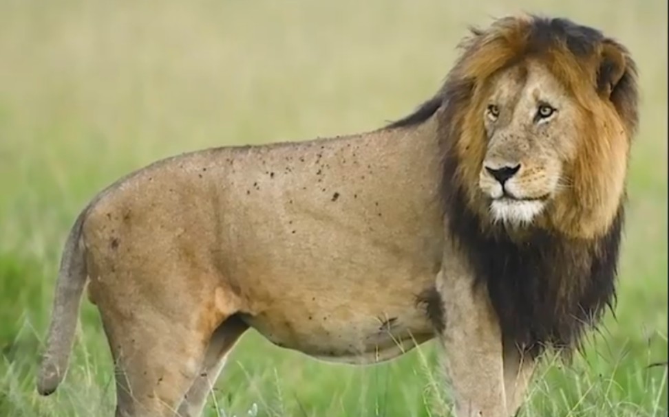 马赛马拉的大雄狮半尾 资深向导对它评价很高