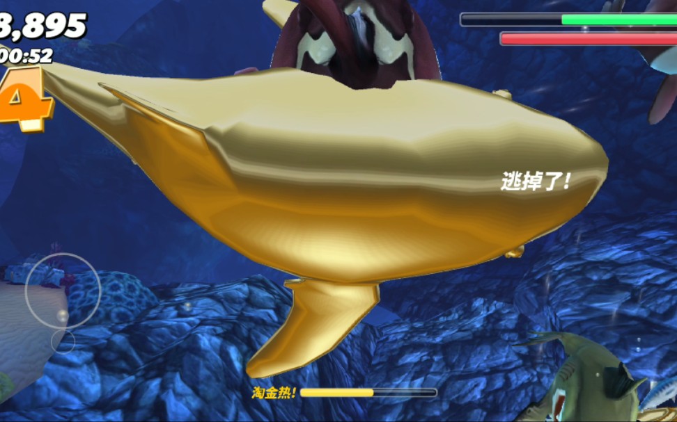 饥饿鲨拒绝花里胡哨,虎鲸遇见就是干