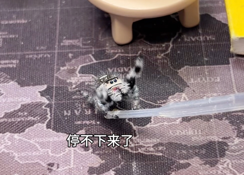一只性格非常活泼的小跳蛛