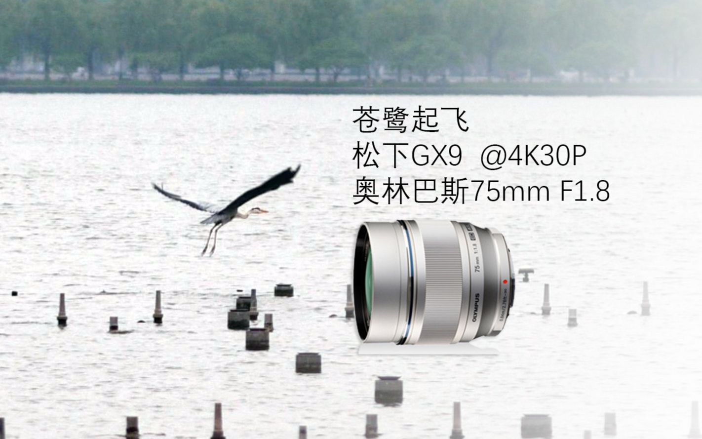 【m43水】苍鹭起飞 松下GX9 奥林巴斯75mm F1.8 神之光 4K30P直录哔哩哔哩bilibili