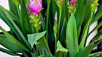 生姜花 哔哩哔哩 Bilibili