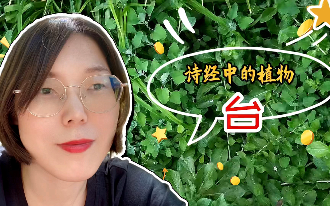 [图]诗经中的植物台：它长什么样？它还可以做衣服吗