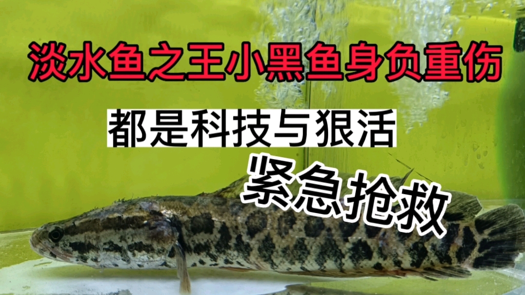 紧急抢救被猛鱼咬成重伤的小黑鱼,科技与狠活式抢救还有谁哔哩哔哩bilibili