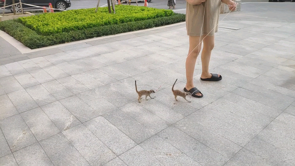 [图]小狐獴宝宝遛街，面对好奇的七大叔八大婆它们还有点害羞，往后会习惯的，加油！