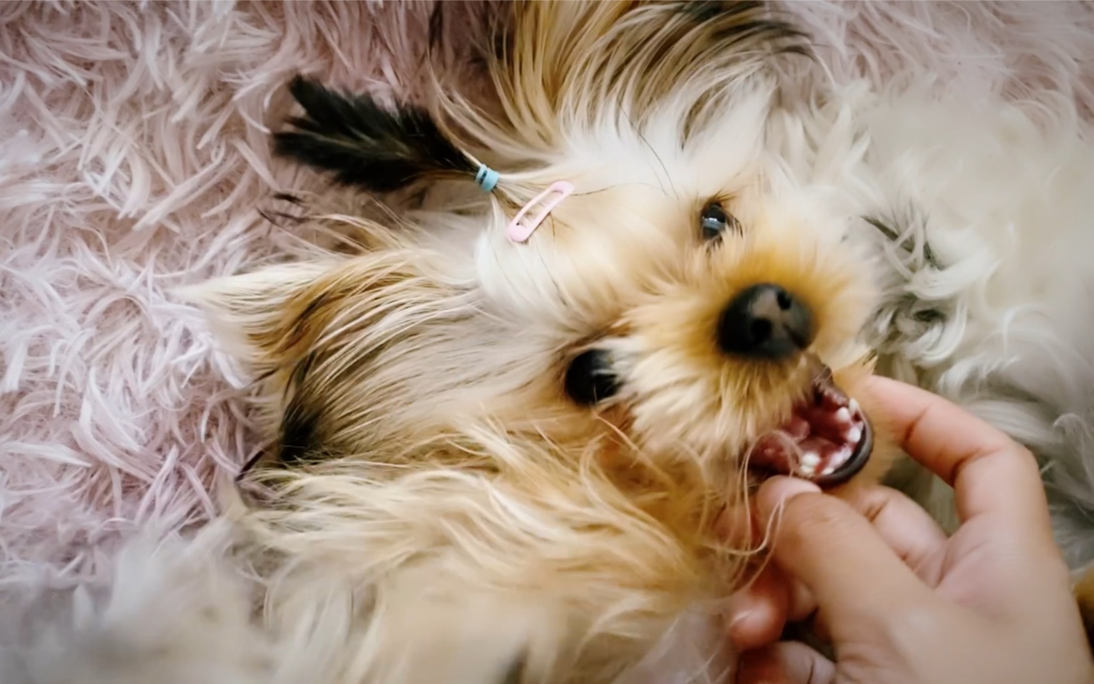 【约克夏妹妹】双排牙小霸王