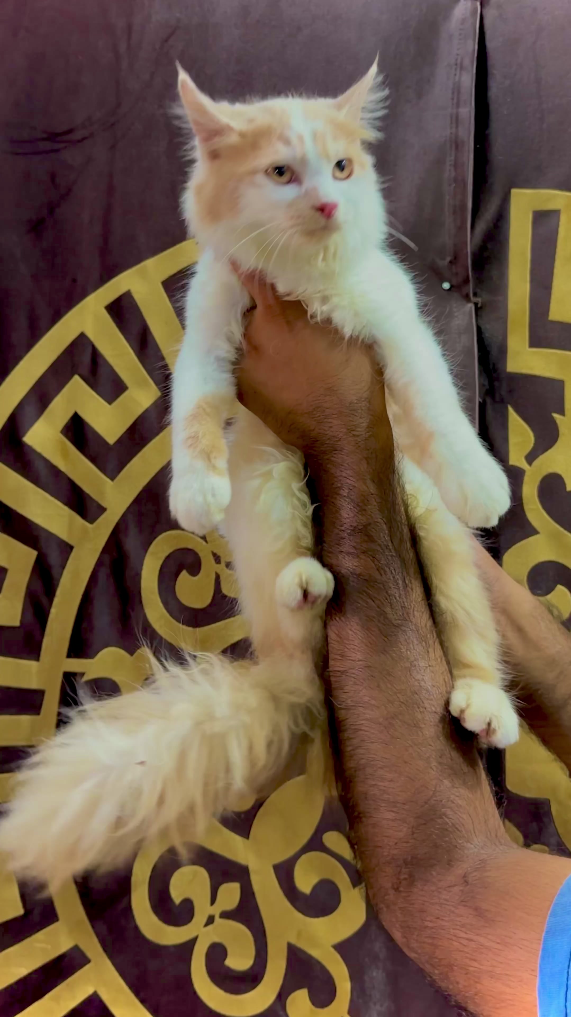 mashallah buttyfull猫婴儿可用 trpl代码猫狗和鸟可用ha faisalabad