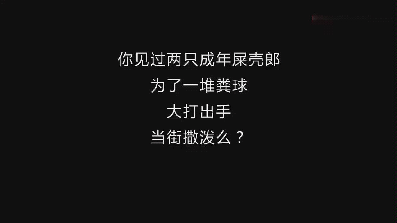 [图]两只屎壳郎竟然为了一坨屎大打出手当街撒泼？