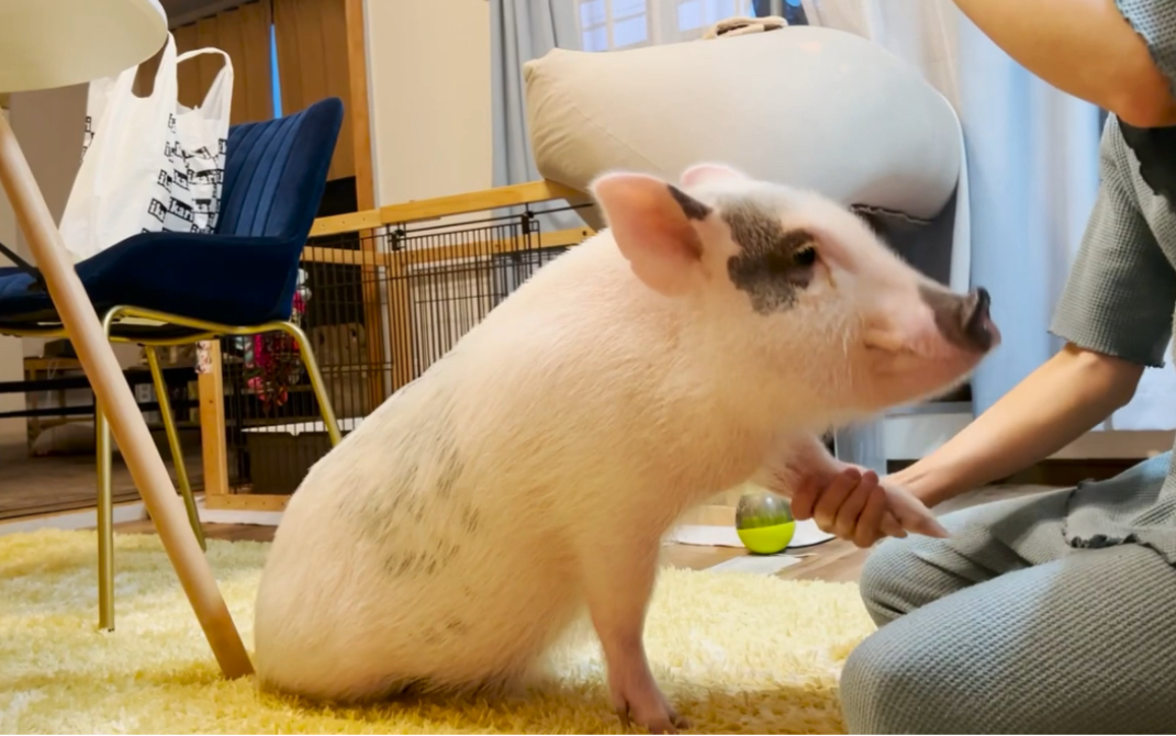 【迷你猪omochi】 聪明猪猪三天学会握手