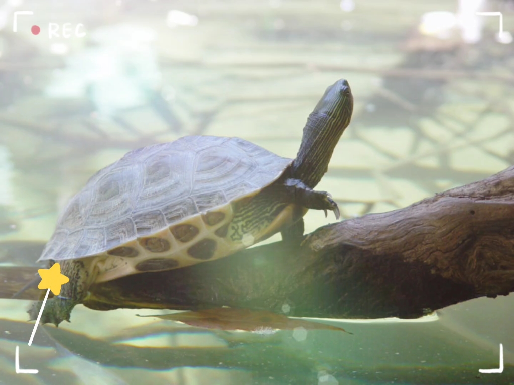 中华花龟头较小,吻锥状,突出于上颚,鼻孔位于吻端略偏下处,上颚不钩曲