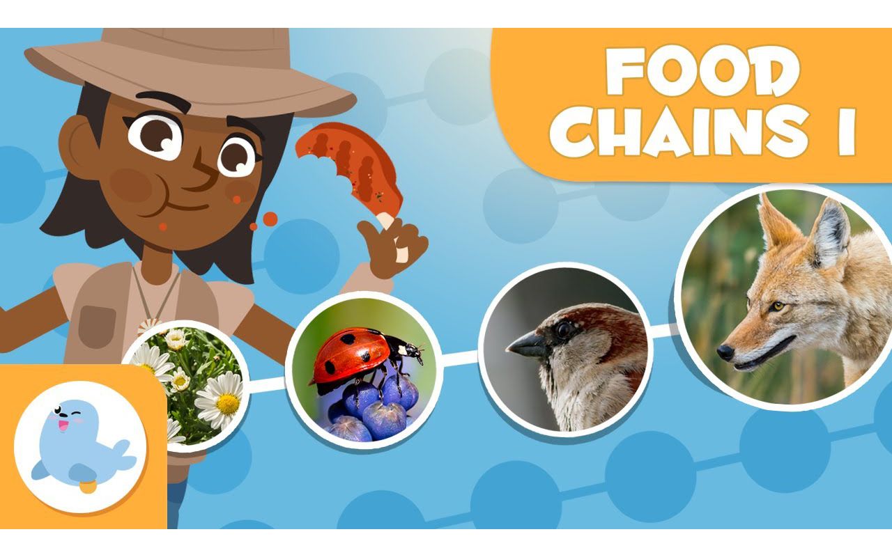 food chains for kids 97879387928792 trophic levels