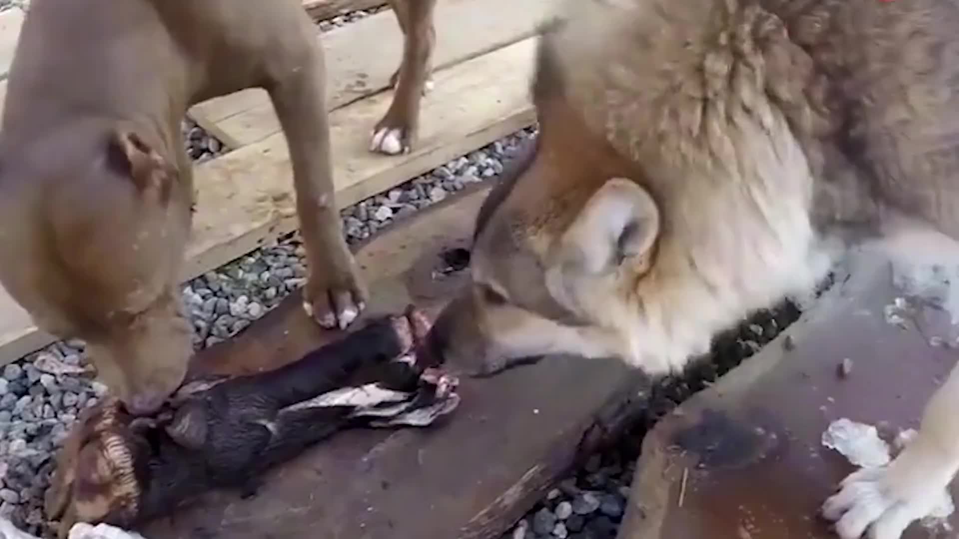 中国纯种藏獒大战美国比特犬,竟被一招制服,全程死咬不松口哔哩哔哩bilibili