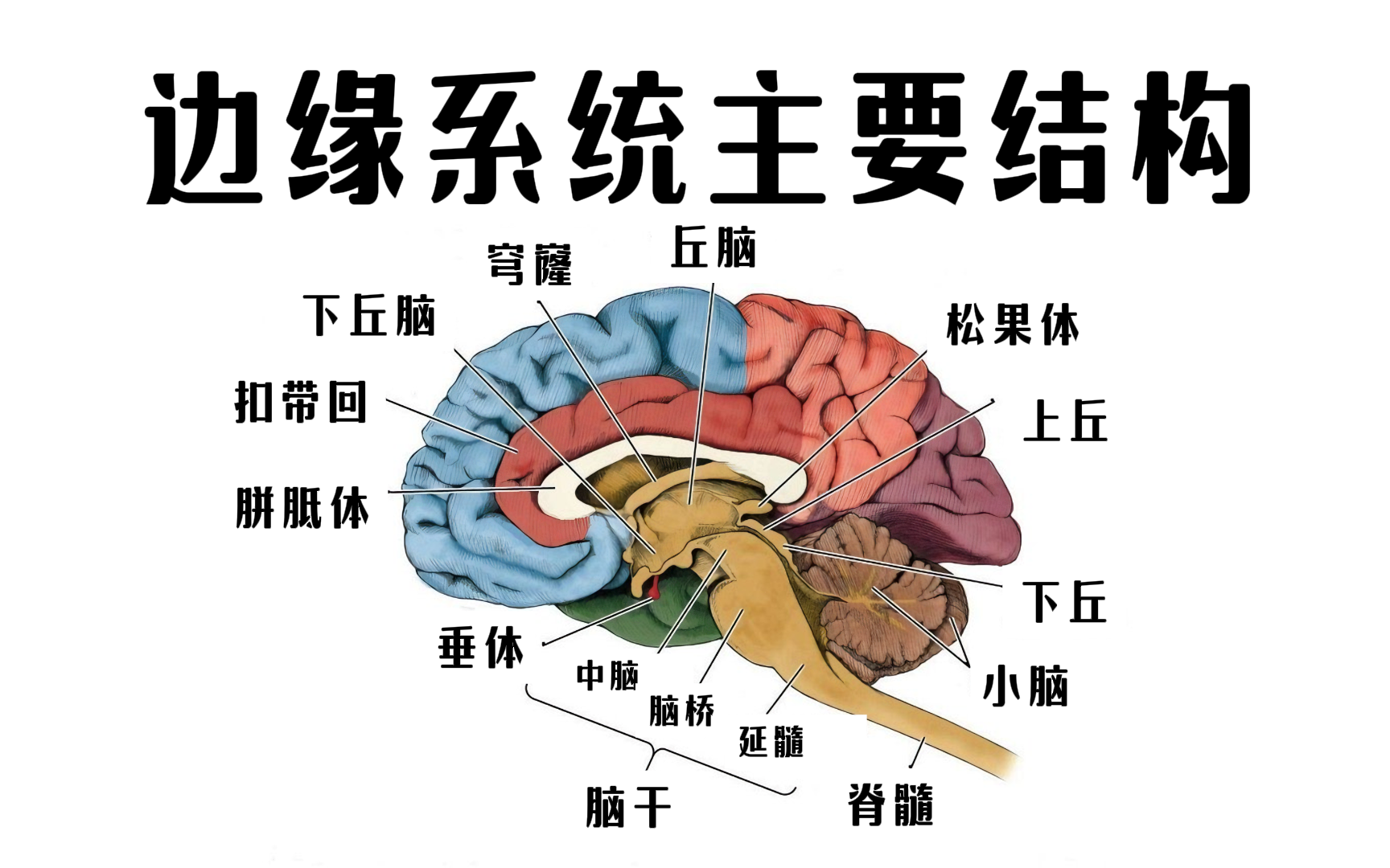【探索大脑构造】边缘系统的主要结构