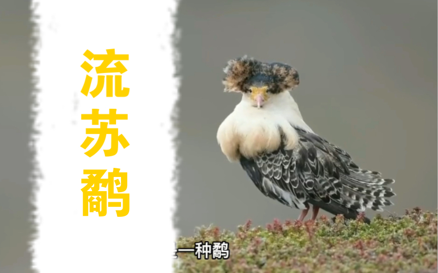 流苏鹬 Ruff (Calidris pugnax)哔哩哔哩bilibili