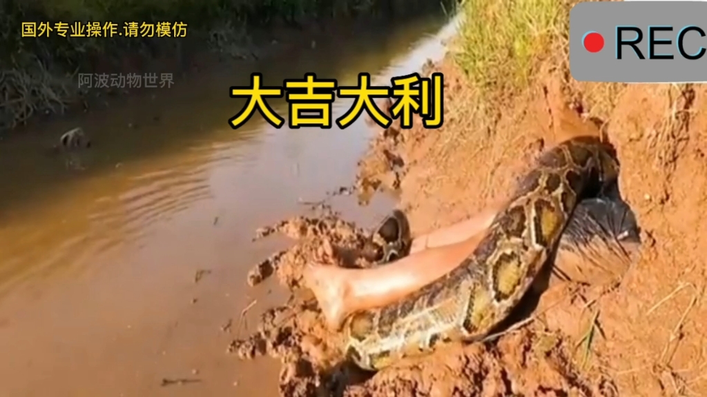 蟒蛇活吞人大战图片
