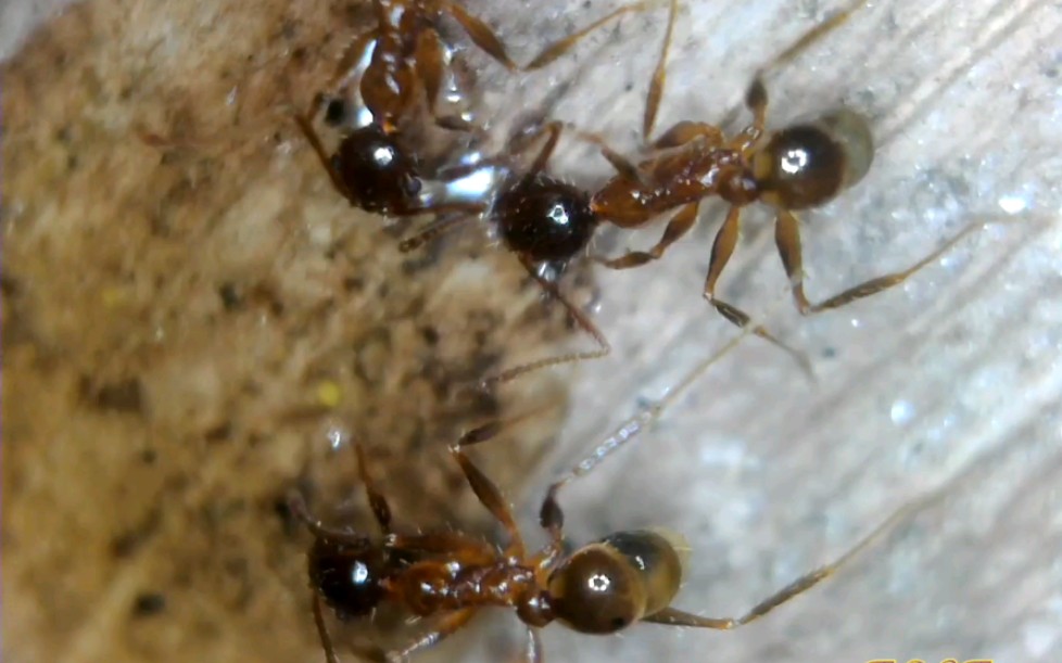 苗条的宽结大头蚁工蚁喝可口可乐