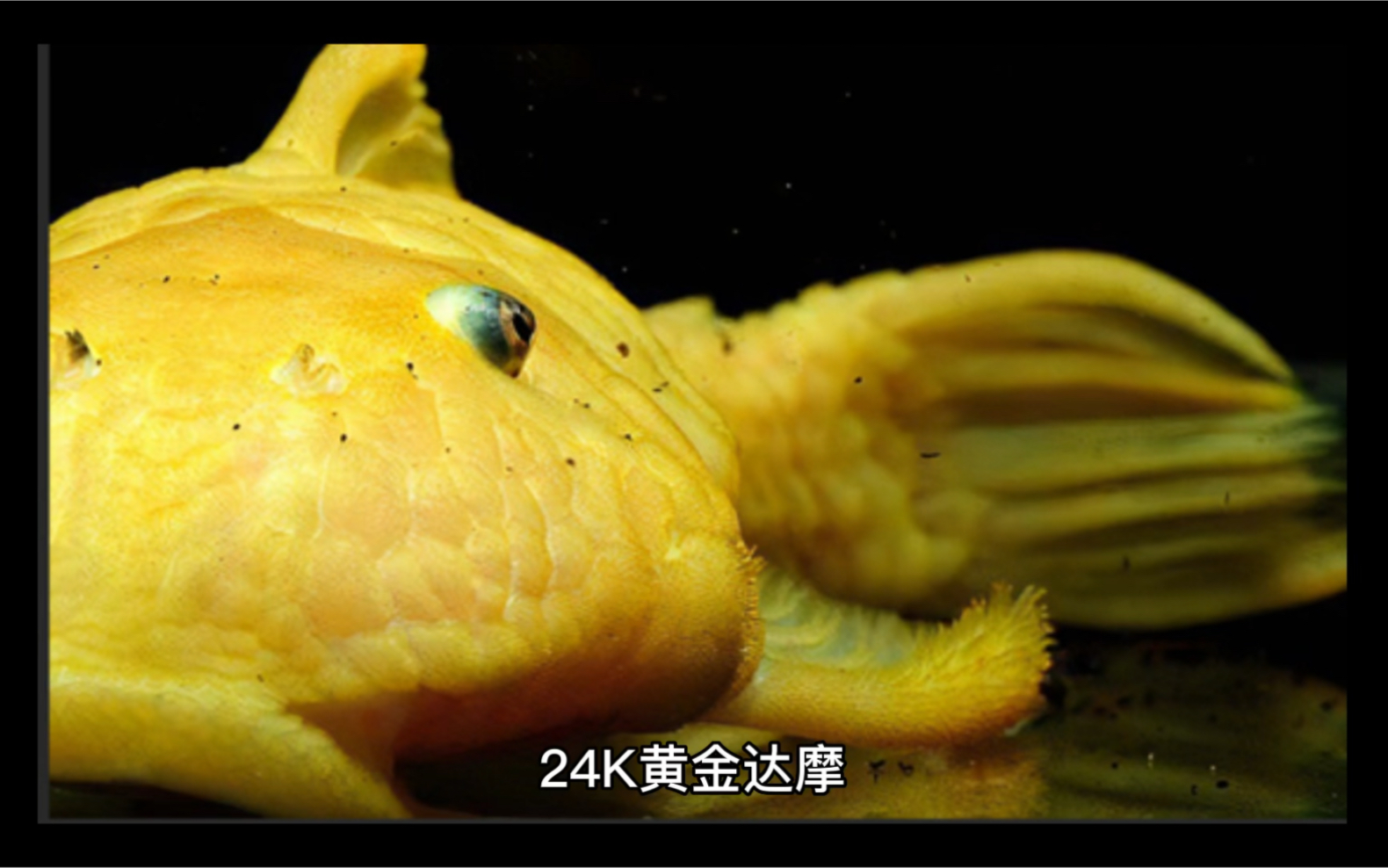 一种很可爱也很贵的异形鱼24k黄金达摩-哔哩哔哩