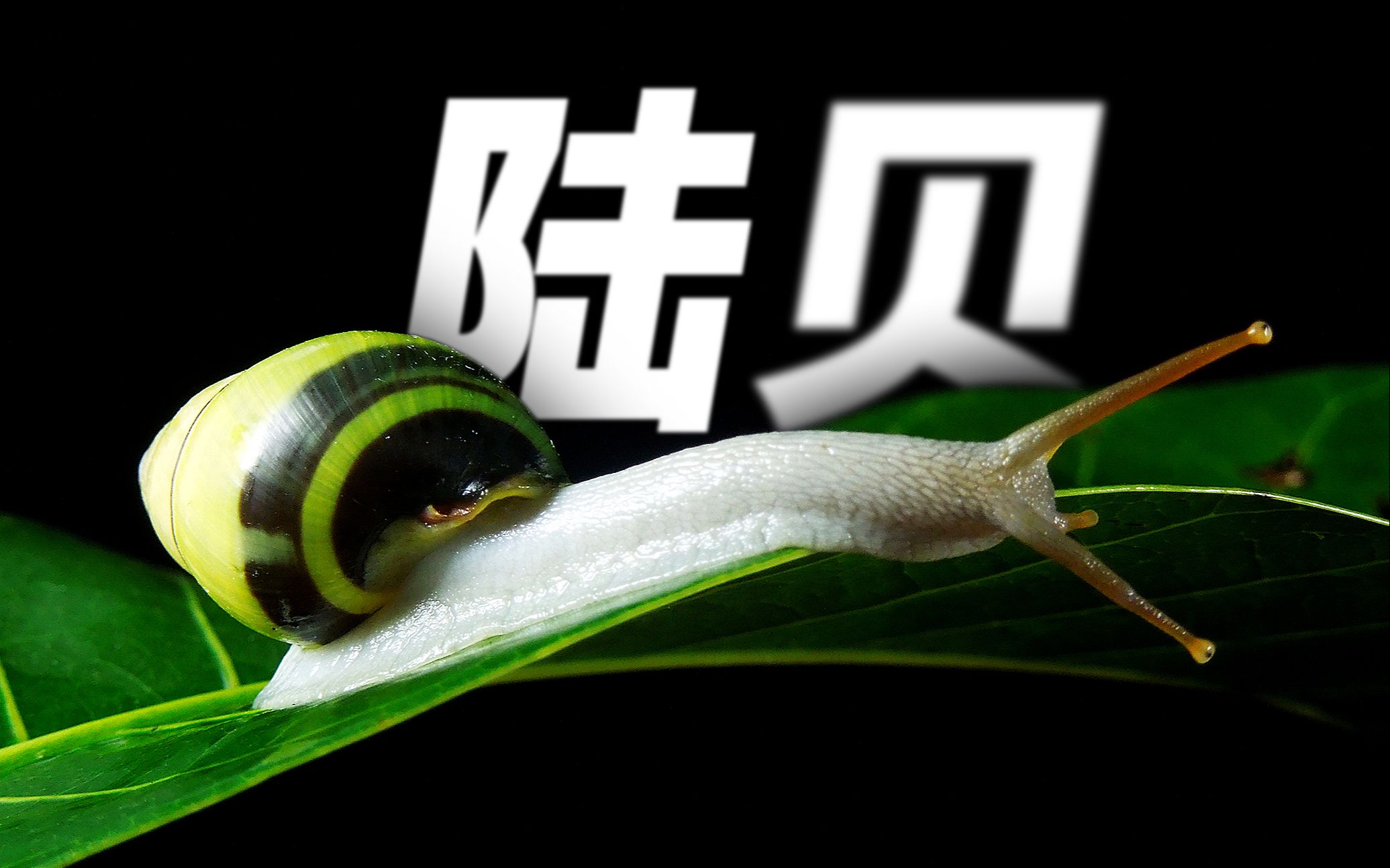 【陆生软体动物】海南常见蜗牛品种