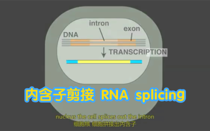 内含子剪接 RNA splicing哔哩哔哩bilibili