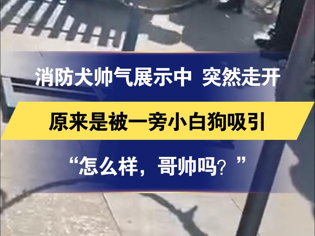 消防犬帅气展示中 突然走开 原来是被一旁小白狗吸引“怎么样,哥帅吗?”哔哩哔哩bilibili