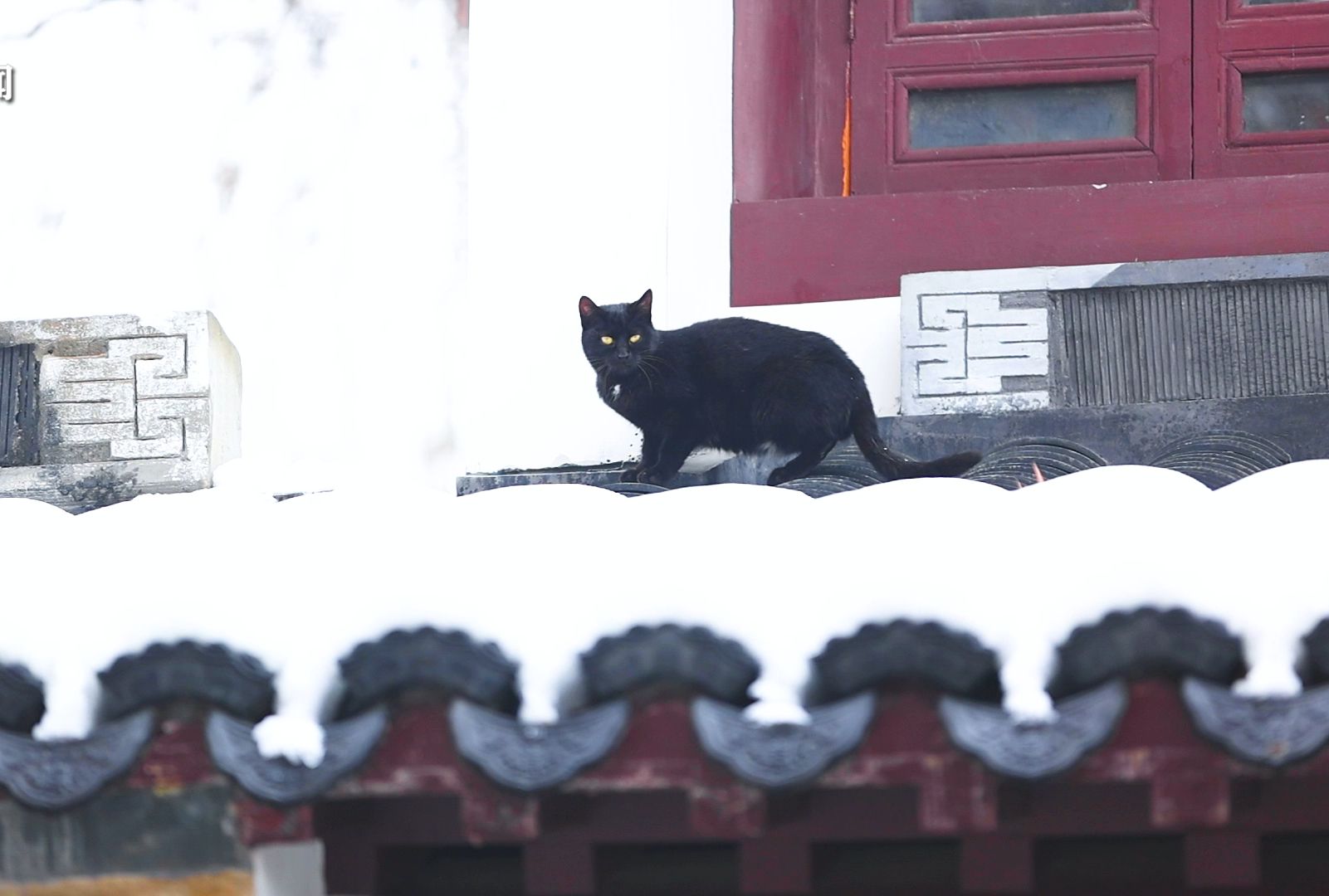 黄册库里的猫!南京玄武湖黑猫戏白雪好有爱哔哩哔哩bilibili