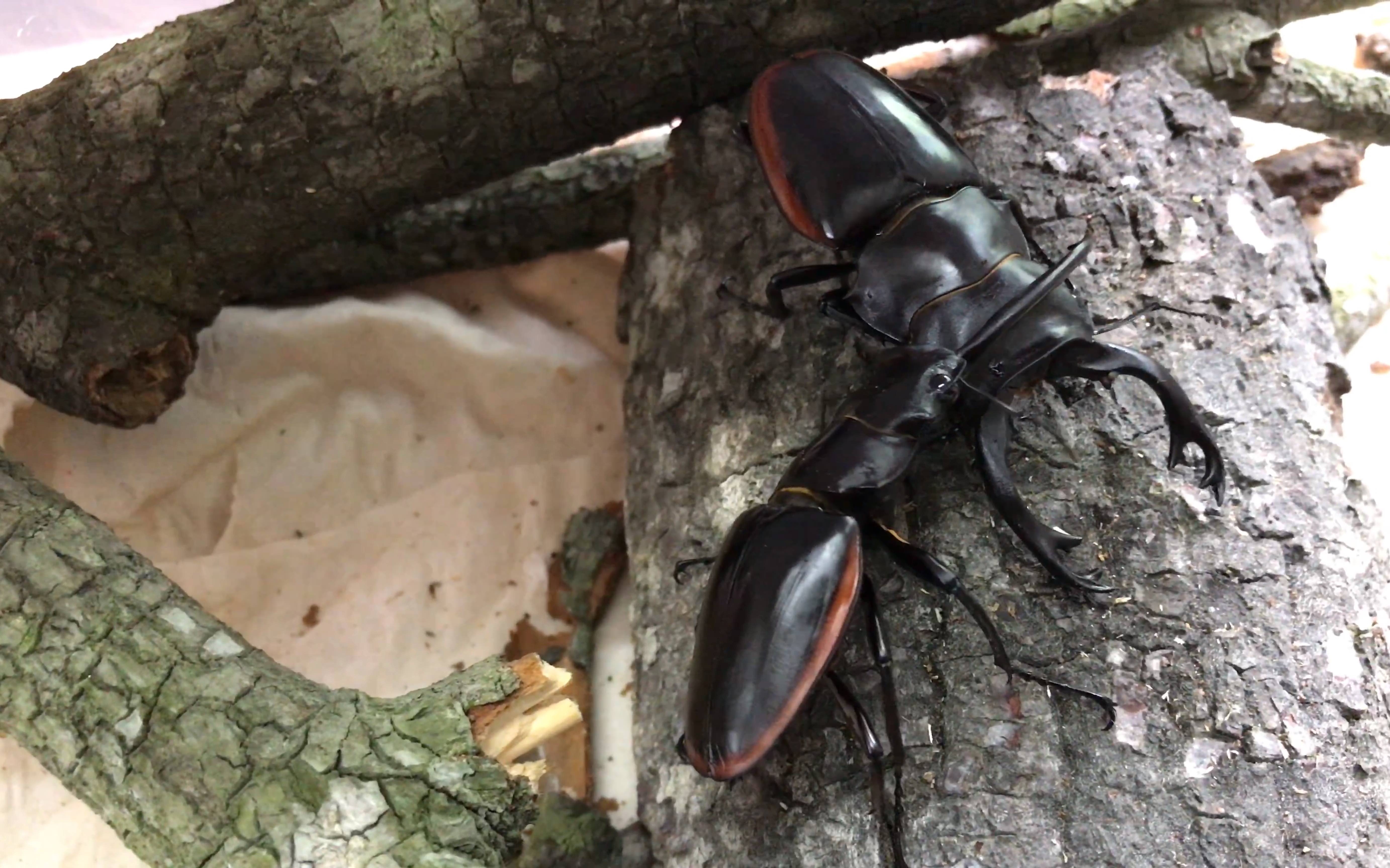 【锹甲】红边鬼艳同门持久战节选2_哔哩哔哩 (゜-゜)つロ 干杯~-bili