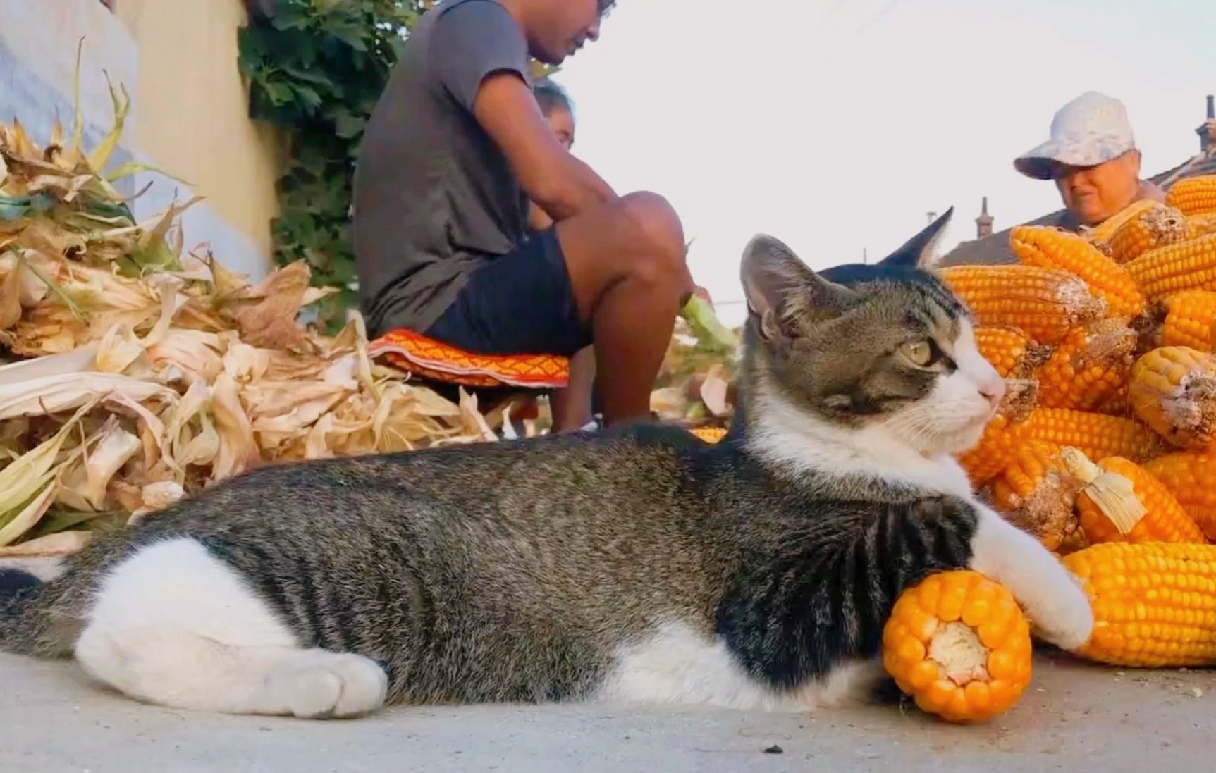 狸花猫:农村户口才是永远的神!哔哩哔哩bilibili