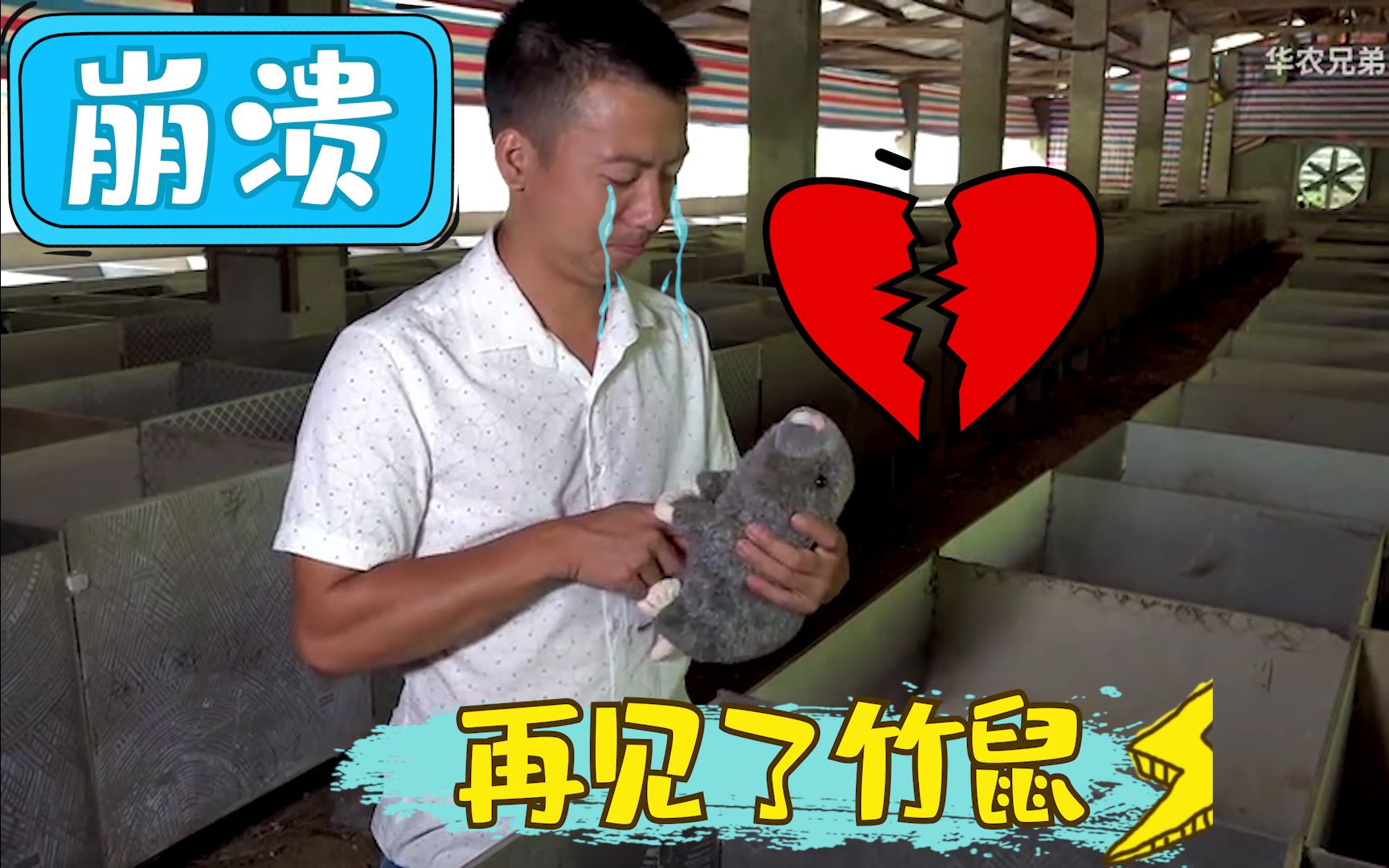 华农兄弟进了竹鼠棚自言自语后无奈的把竹鼠都放生了