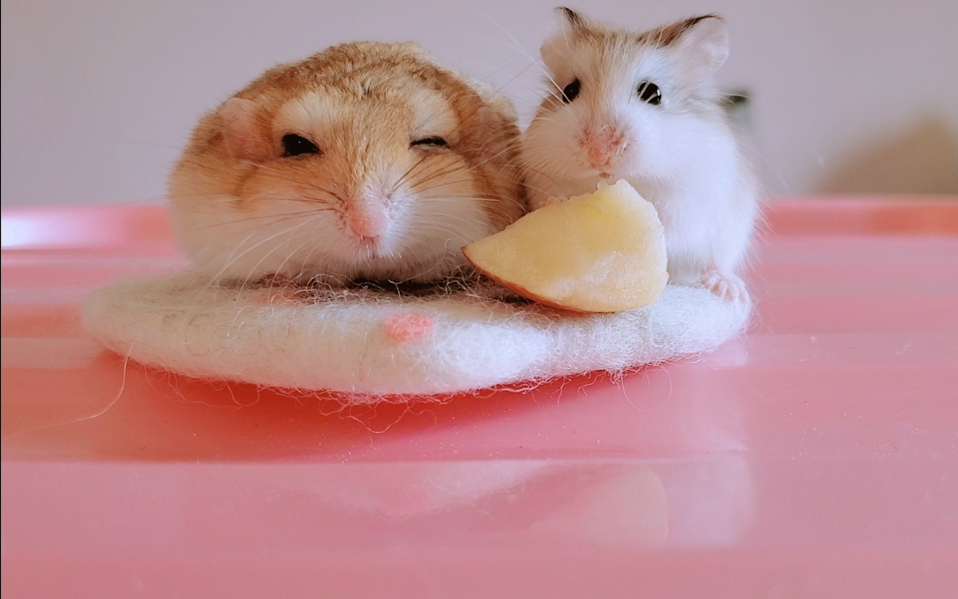 「北非沙鼠&侏儒仓鼠」非常稀有非常可爱的老公公吃秀~两小只似乎已经