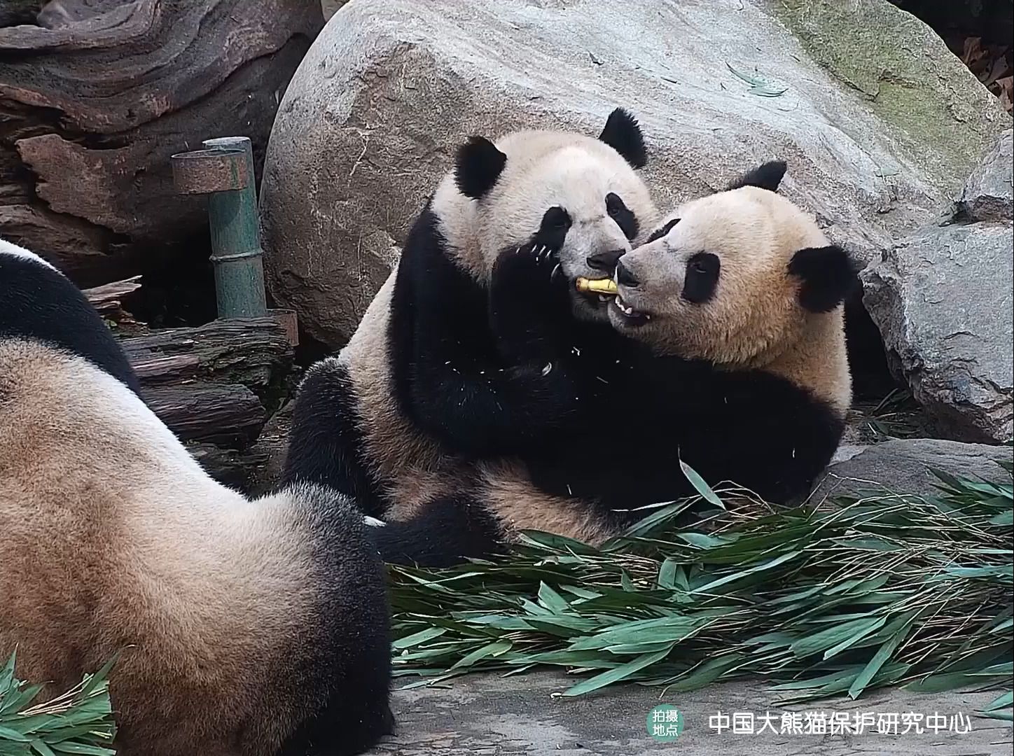 大熊猫熊口夺笋名场面