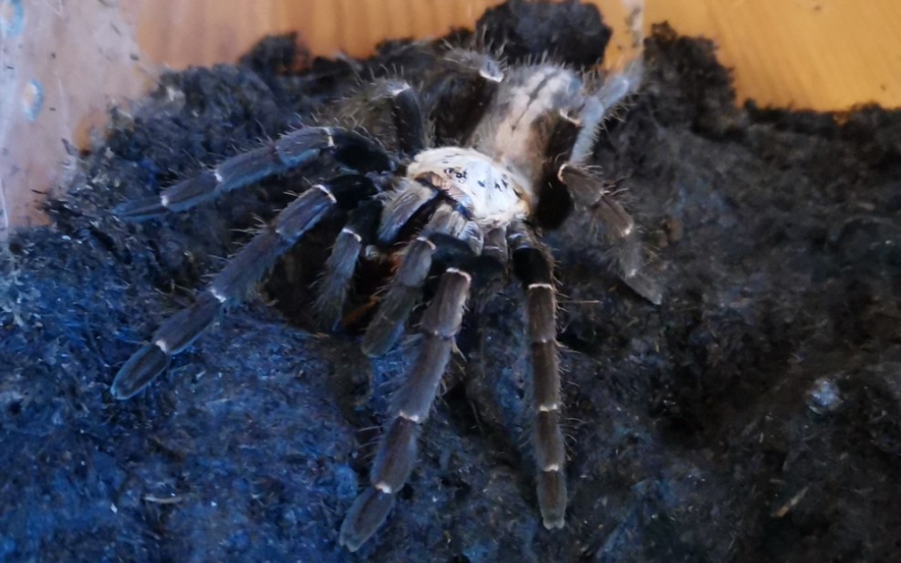 巴赫马地老虎_哔哩哔哩_bilibili