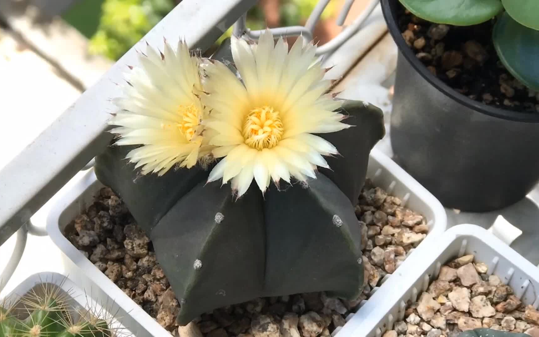 up的星球开花2017合集