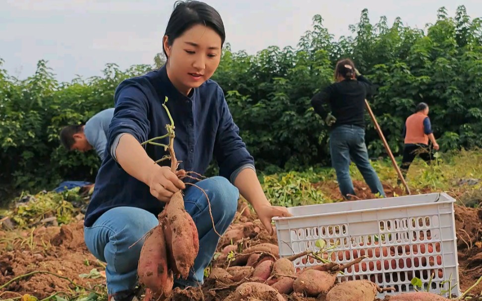 有一种快乐,叫挖红薯