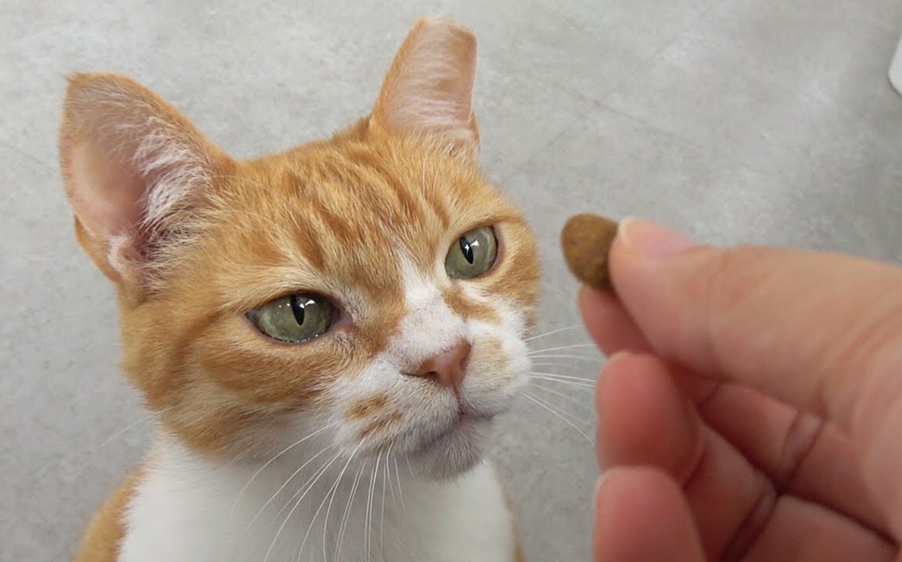 【creamheroes-7只猫和人类】【中文字幕】带coco&c