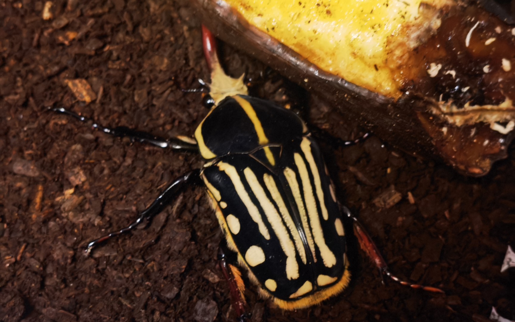 小卡加油生!卡拉兹花金龟开产房挖卵