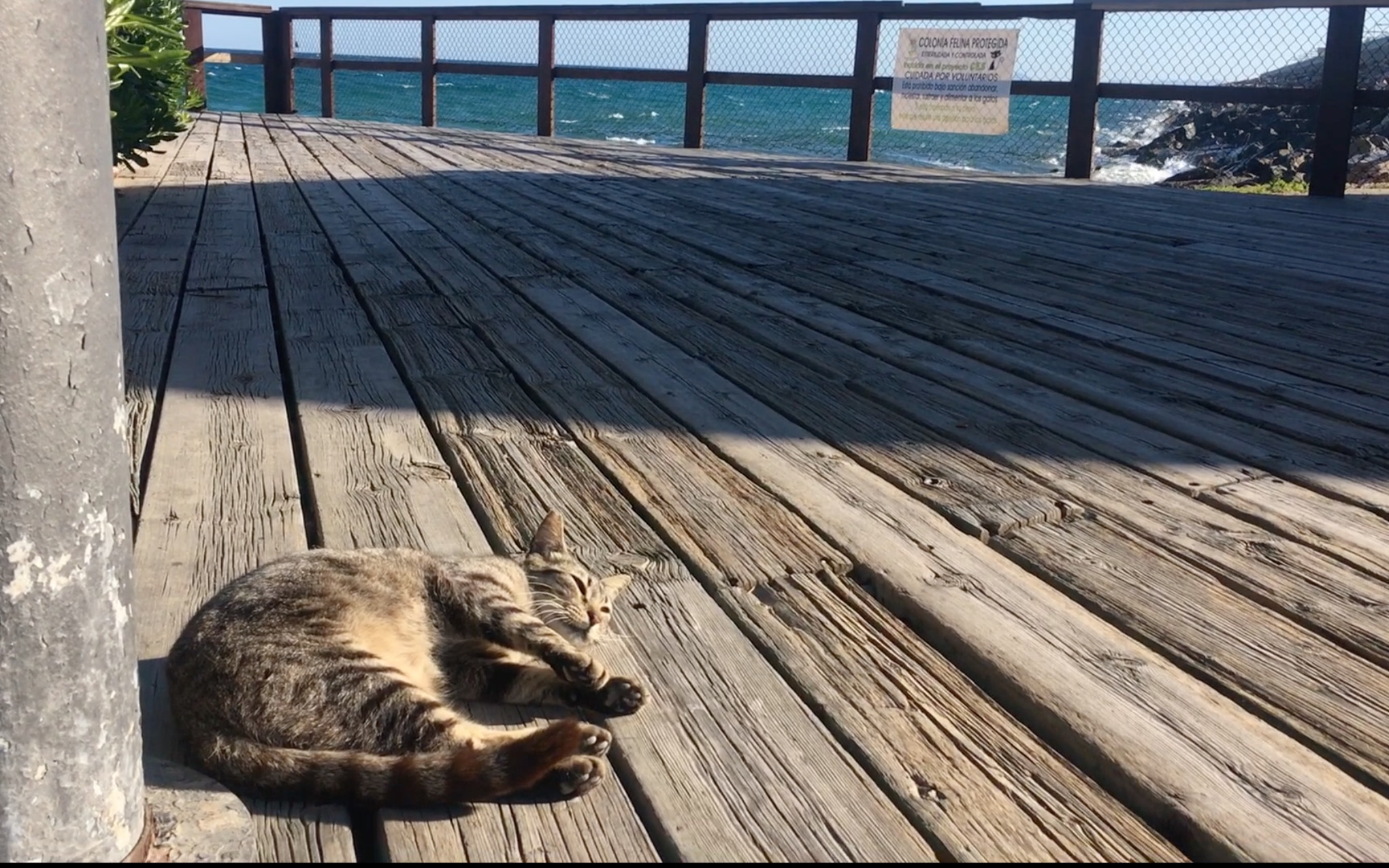 [图]震惊吗？这一整片海，都是本喵的！西班牙海边的流浪猫晒太阳啦！