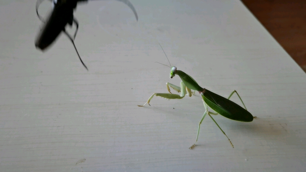 斯氏菱背螳捕食裸角天牛