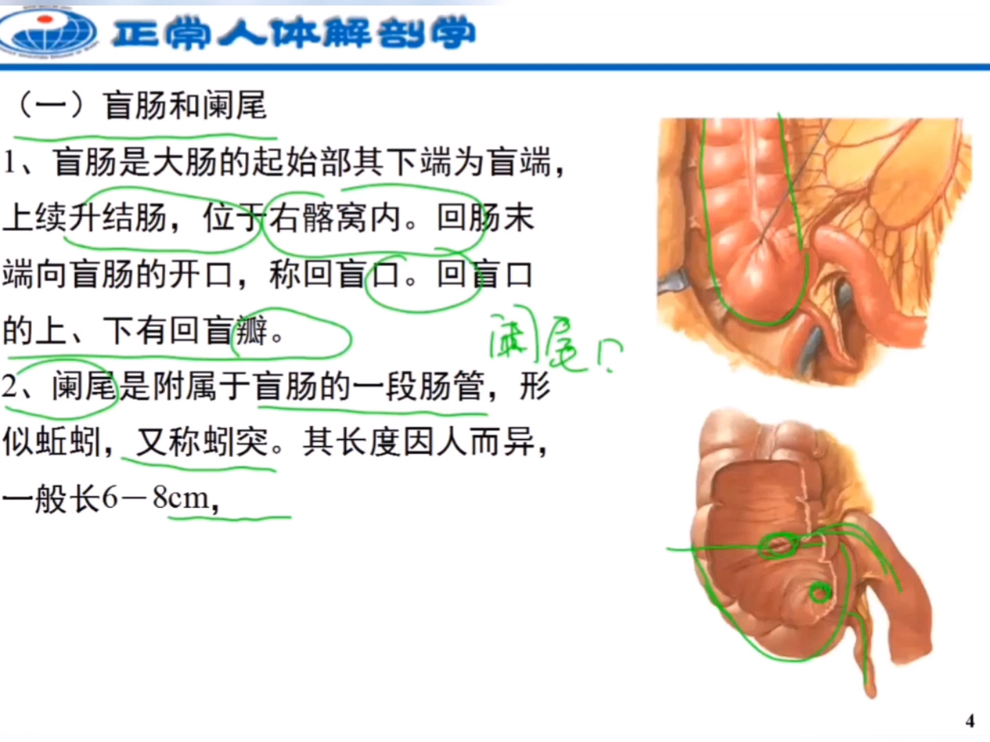 人体解刨学:消化管 大肠哔哩哔哩bilibili